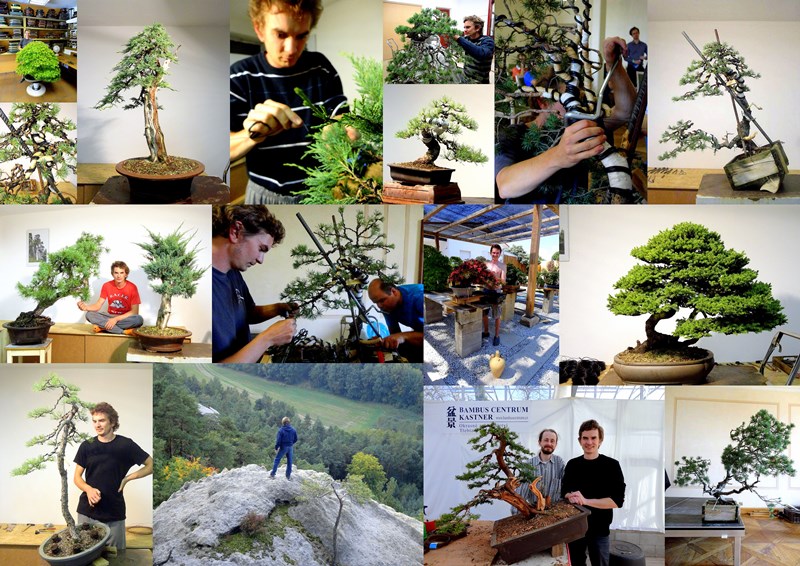 bonsai akira bonsai feeling and art